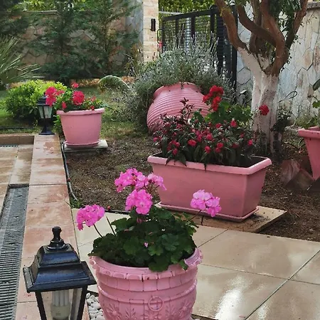 Purple_rose_apartment *